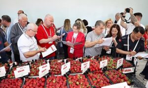 Çilek tadında festival, milyonu aşkın misafir ağırladı