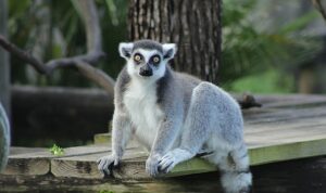 İki Bölümden Oluşan ‘Tampa’nın Sırları Özel’,   4 Mayıs Pazartesi Saat 20.00’de  National Geographic WILD Ekranlarında İzleyicilerle Buluşuyor!