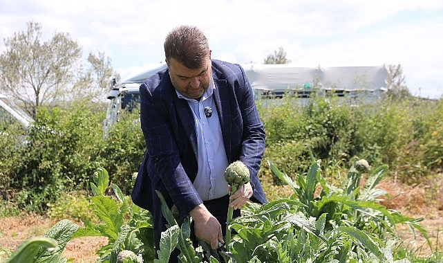 İlçenin önemli tarımsal üretim merkezlerinden Düzce Köyü’nde gerçekleşen hasada, Seferihisar Belediye Başkanı İsmail Yetişkin de katıldı.