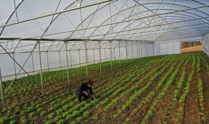 Kocaeli’de seracılık, Büyükşehir’le yaygınlaşıyor