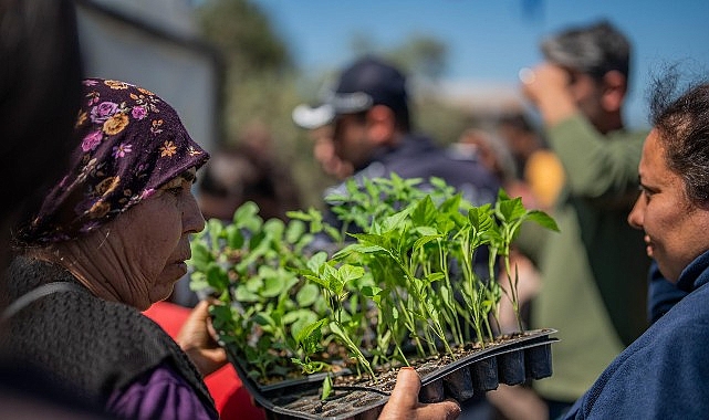 Milas Belediyesi’nden Üreticilere Fide Desteği