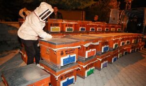 Selçuklu Belediyesi Arılı Kovan Desteği Projesi’ni 4. Kez Düzenledi