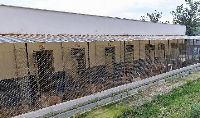Yenişehir’de patili dostlara 5 yıldızlı hizmet