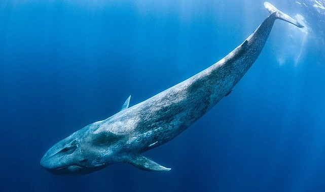 ‘Derin Deniz Devleri’,   28 Haziran Pazar Saat 20.00’de  National Geographic WILD Ekranlarında!