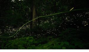 ‘Doğanın Işıltısı’,   7 Haziran Pazar Saat 20.00’de  National Geographic WILD Ekranlarında İzleyicilerle Buluşuyor!