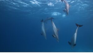 ‘Kızıldeniz: Yaşamın Büyülü Bahçesi’,   14 Haziran Pazar Saat 20.00’de  National Geographic WILD Ekranlarında İzleyicilerle Buluşuyor!