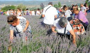 Lavanta Hasat Şenliği için geri sayım başladı