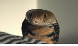 2 Bölümden Oluşan ‘Şehirdeki Yılanlar: İstila’,   4 ve 11 Temmuz Cumartesi Saat 20.00’de  National Geographic WILD Ekranlarında İzleyicilerle Buluşuyor!