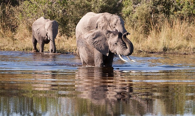 ‘Afrika’nın Gizemli Nehri’,   1 Ağustos Cumartesi Saat 20.00’de  National Geographic WILD Ekranlarında İzleyicilerle Buluşuyor!
