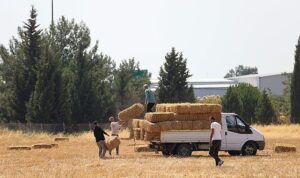 Buca Belediyesi’nden hayvancılığa can suyu