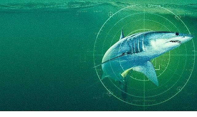 ‘Dünyanın En Büyük Mako Köpekbalığı’,   19 Temmuz Pazar Saat 20.00’de  National Geographic WILD Ekranlarında!