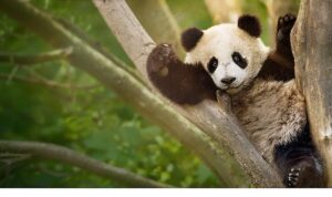 İzleyicileri Eğlenceli Bir Yolculuğa Çıkaracak  ‘Panda Akademisi’,   2 Ağustos Pazar Saat 20.00’de  National Geographic WILD Ekranlarında Başlıyor!