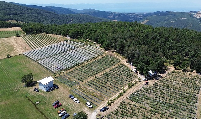 İznik’te Maviyemiş Hasadı Başladı