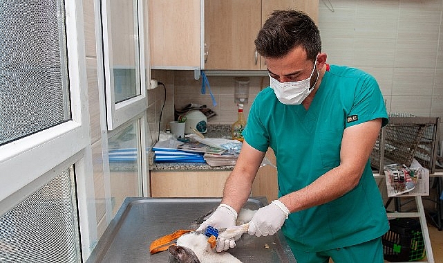 Karşıyaka Belediyesi ekipleri can dostlar için sahada
