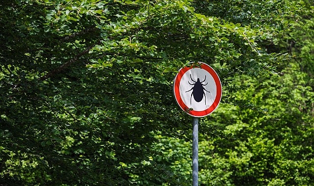 Kene Isırığında Erken Müdahale Hayat Kurtarıyor