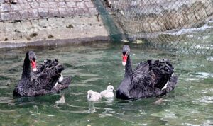 Kuğulu Park Ailesi Büyüdü