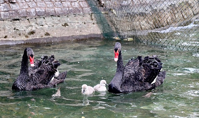 Kuğulu Park Ailesi Büyüdü