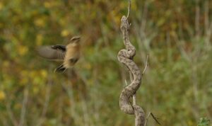 ‘Muhteşem Yırtıcılar: Zehirliler’,   18 Temmuz Cumartesi Saat 20.00’de  National Geographic WILD Ekranlarında İzleyicilerle Buluşuyor!