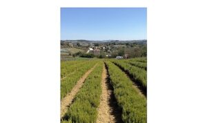 Biberiye hasadında bereketli dönem