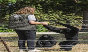 Dört primatın İzmir’deki yeni hayatına eski bakıcıları da eşlik etti